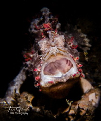LAUGHING...
Frog Fish by Ton Ghela 